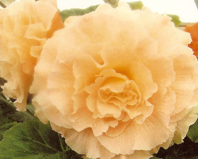 B. ‘Kathryn Hartley’